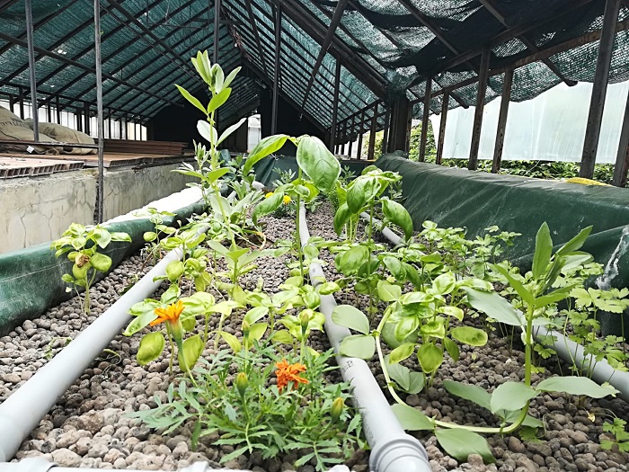 Agricoltura Circolare Realizzare Un Impianto Acquaponico Domestico Per La Produzione Di Cibo A Spreco Zero Ehabitat It