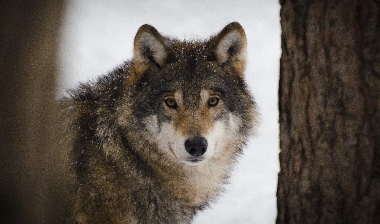 Fauna selvatica: il lupo