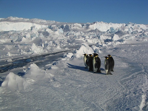 La marcia dei pinguini di Luc Jacquet (USA/Francia 2005, 80’)