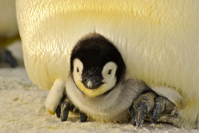 cucciolo di pinguino