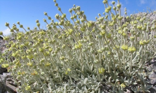 Sideritis Syriaca 