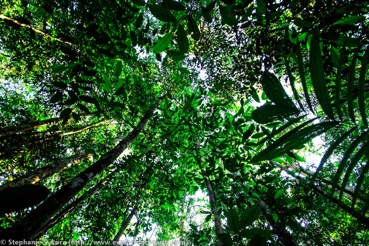deforestazione selvaggia amazzonia