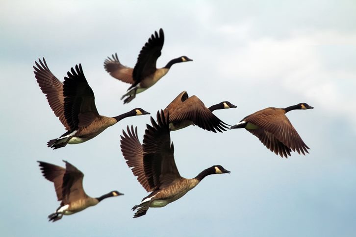 Giornata mondiale degli uccelli migratori 2019