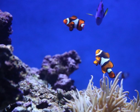 coralli e pesci pagliaccio nel mare