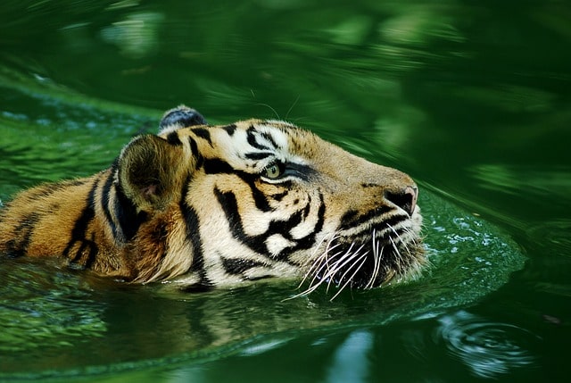 Tigre della Malesia