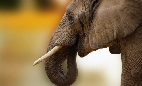 giornata mondiale dell'elefante