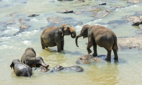 giornata mondiale dell'elefante