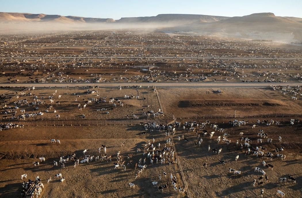 Allevamento bovini causa inquinamento deforestazione cambiamento climatico