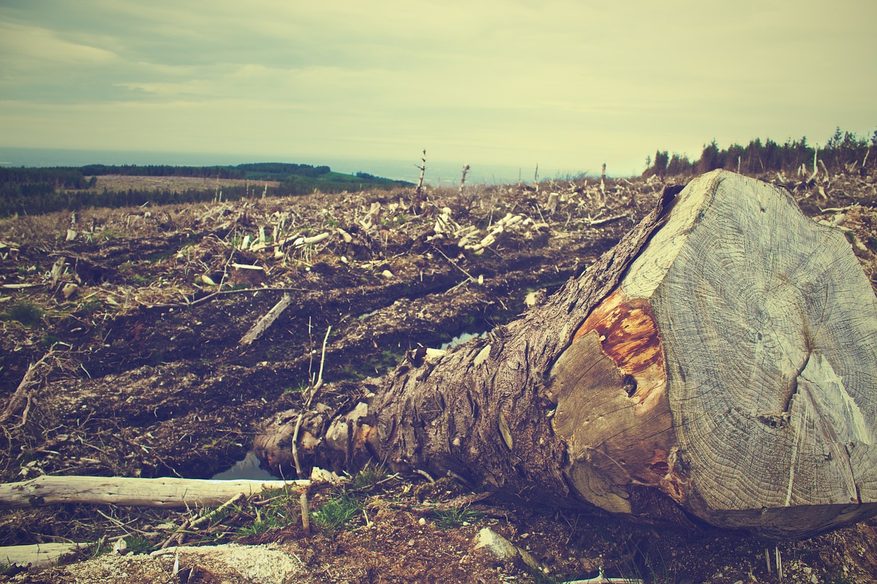 global witness report deforestazione