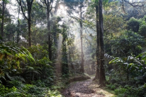 piantare alberi foresta pluviale