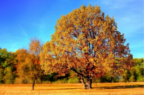 giornata nazionale degli alberi autunno