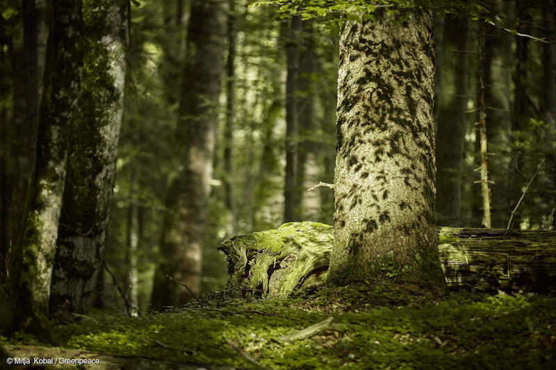 Alberi-nelle-foreste-dei-Carpazi-Romania-Deforestazione-Romania.jpg