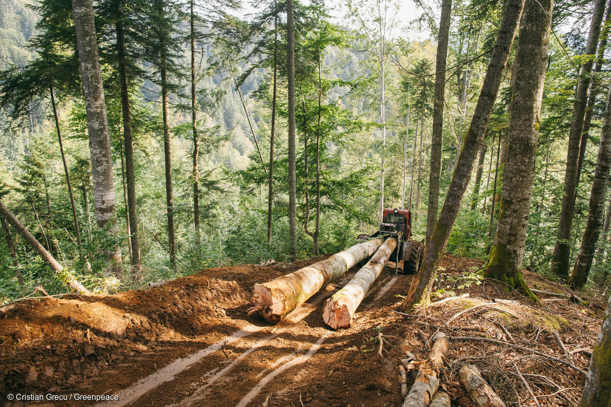 Deforestazione-illegale-nelle-montagne-Făgăraș-Deforestazione-Romania.jpg