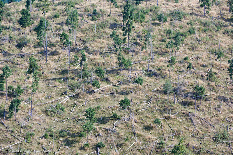 Deforestazione nei pressi di Maguri, Romania (foto di Thomas Einberger)