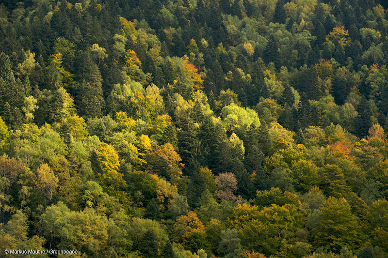 Foresta-nel-nord-della-Romania-Deforestazione-Romania.jpg