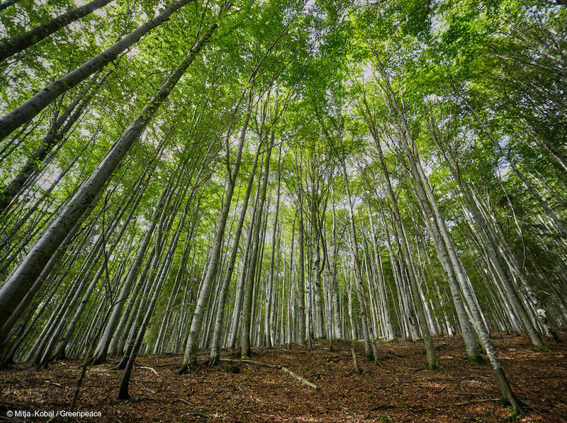 Foreste-nei-Carpazi-Romania-Deforestazione-Romania.jpg