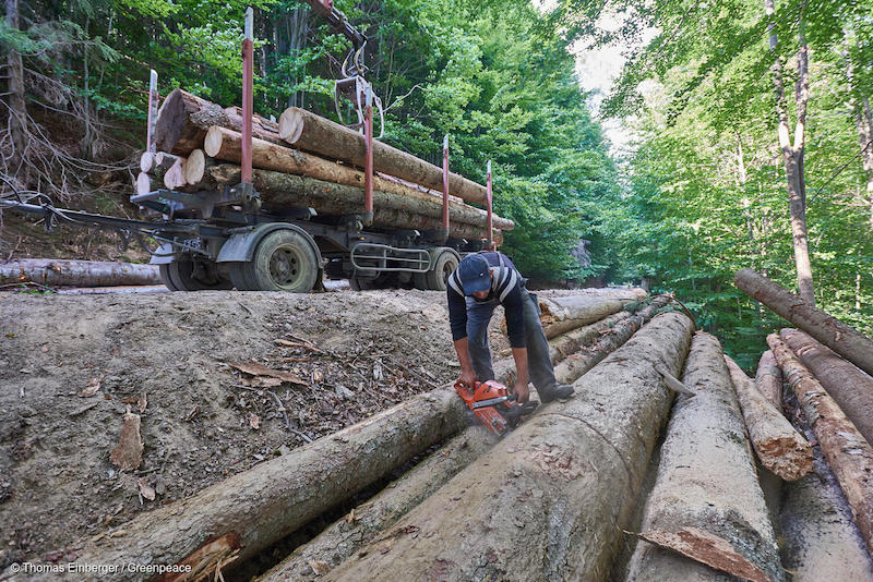 Greenpeace-1-Deforestazione-Romania.jpg