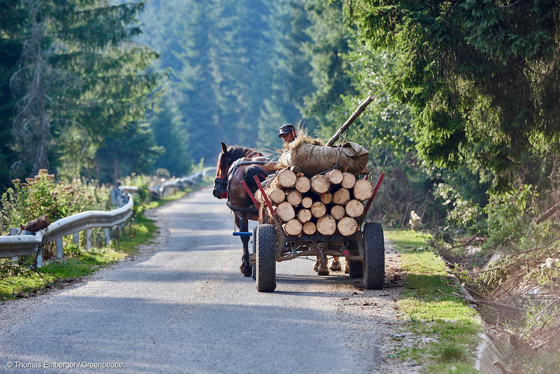 Greenpeace-3-Deforestazione-Romania.jpg