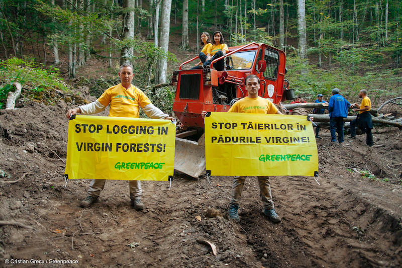 Protesta-di-Greenpeace-nelle-montagne-Ciucas-in-Romania-contro-la-deforestazione-Deforestazione-Romania.jpg