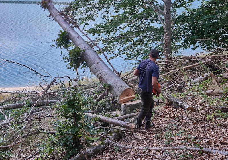 Taglialegna-allopera-in-Romania-Deforestazione-Romania.jpg