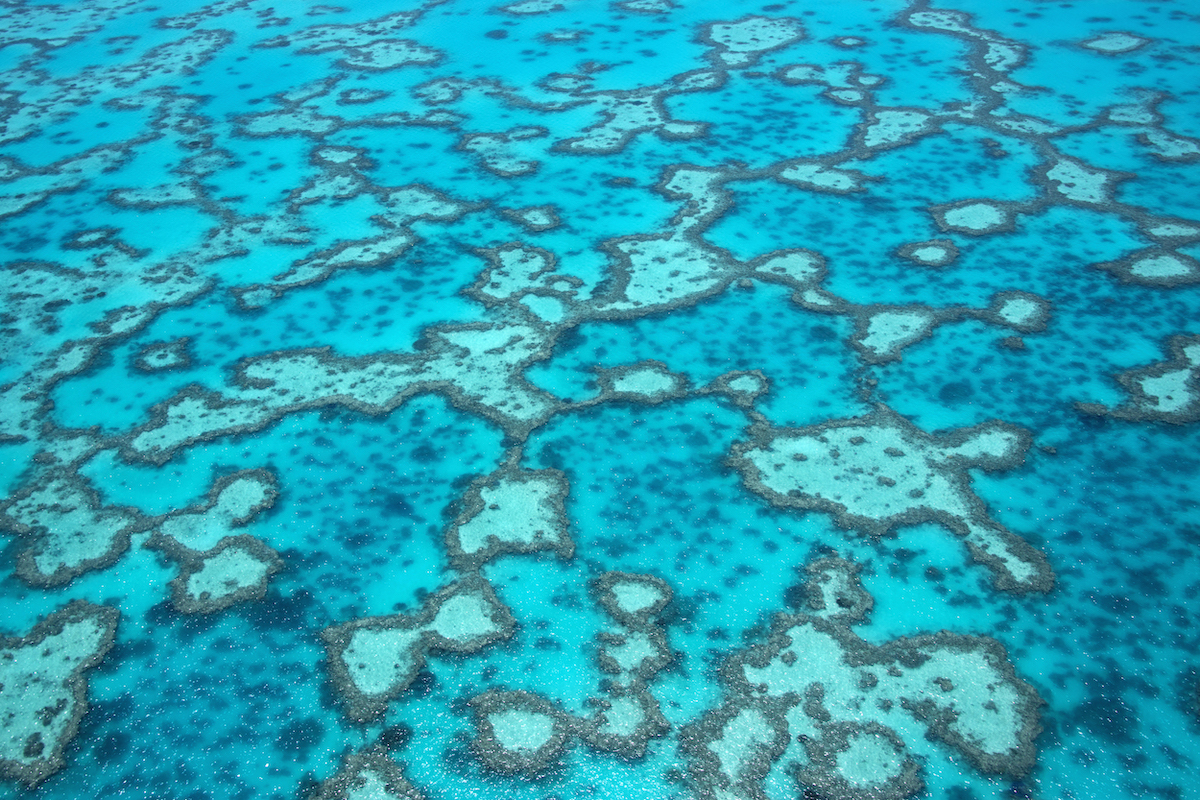 coralli Grande Barriera Corallina, Australia