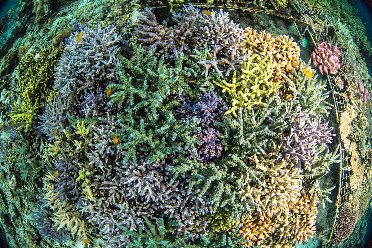 coralli-Indonesia_MartinColognoli_02.jpg