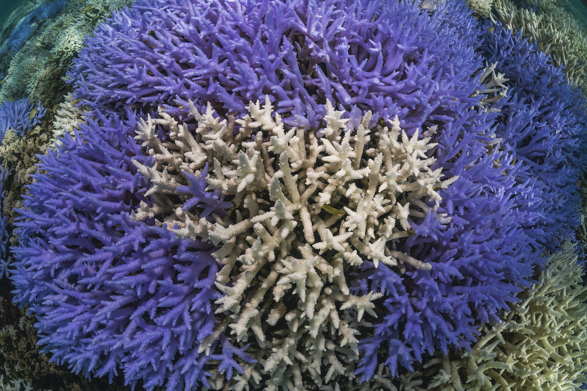 coralli-Nuova-Caledonia_FluorescingCoral_TheOceanAgency_14.jpg
