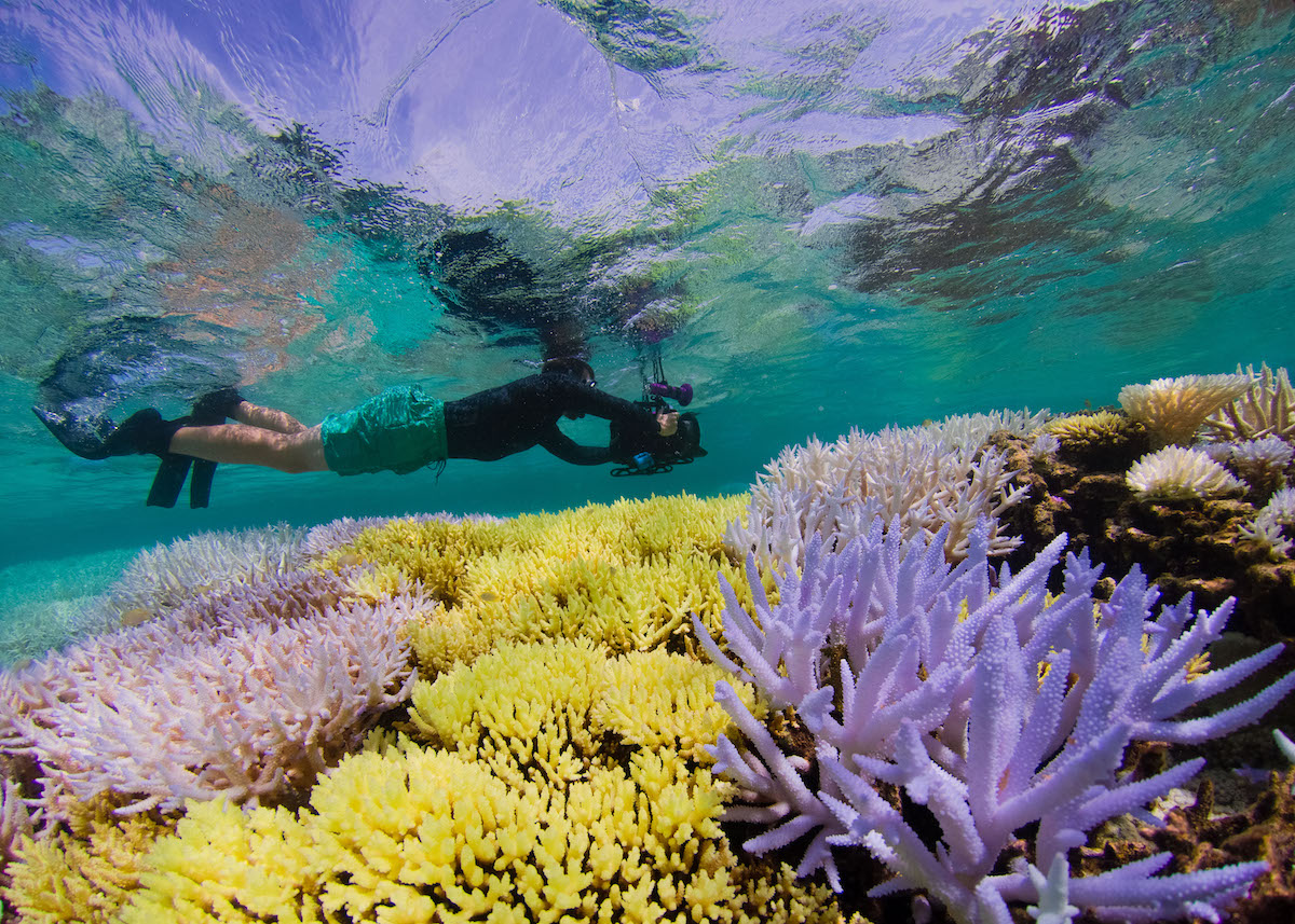 coralli-Nuova-Caledonia_Fluoresence_TheOceanAgency_12.jpg