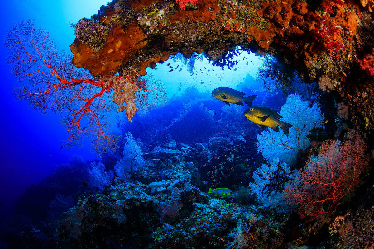 coralli-RAJA-AMPAT-INDONESIA_Yen-YiLee_01-sml.jpg