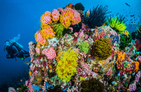 coralli a Sombrero Island, Filippine (foto Jett Britnell)