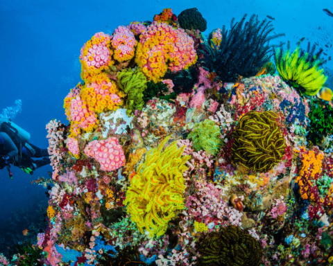 coralli a Sombrero Island, Filippine (foto Jett Britnell)
