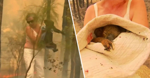 Incendi in Australia: il commovente video del koala salvato dalle fiamme