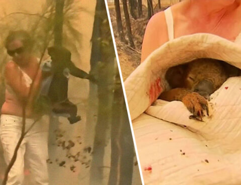 Incendi in Australia: il commovente video del koala salvato dalle fiamme