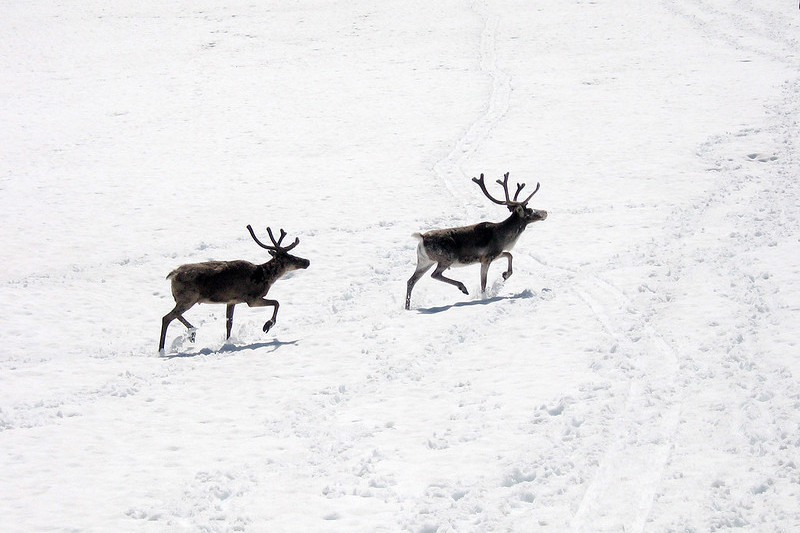Coppia di renne in inverno (foto di Aleksi Aaltonen - Flickr)