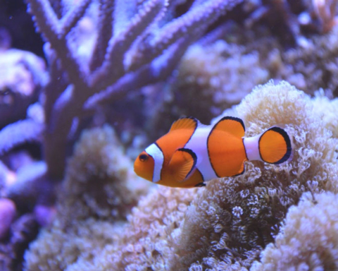 Nemo rischia l'estinzione: il pesce pagliaccio non si adatta ai cambiamenti climatici