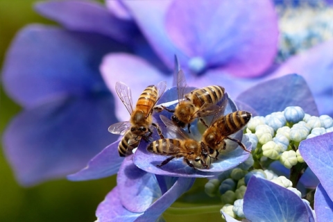 api su fiori