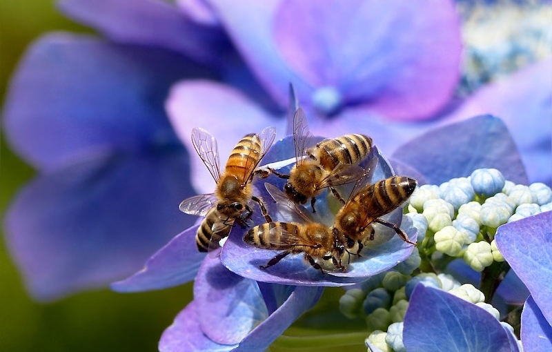 api su fiori