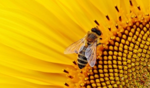 api in città ape su girasole giallo