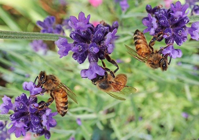 ape su lavanda