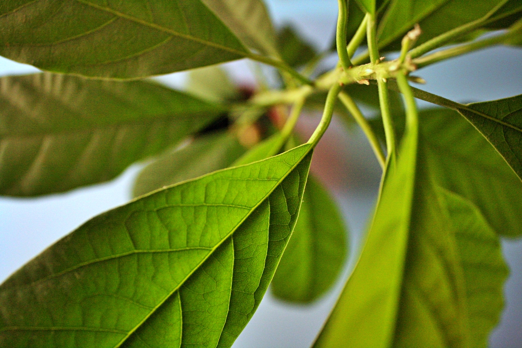 avocado foglie pianta