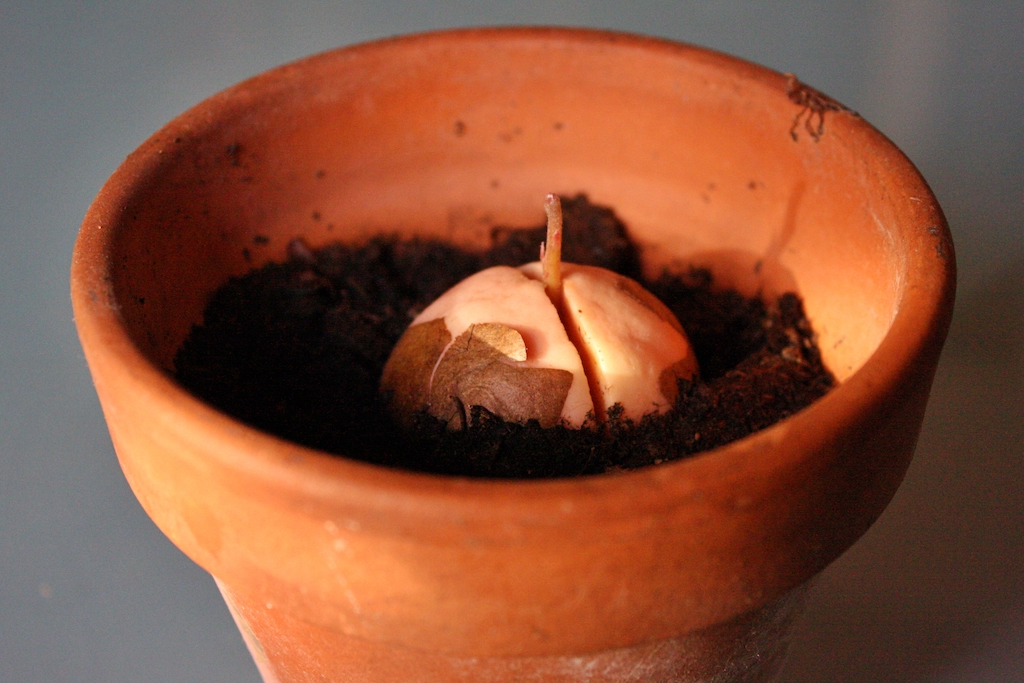 avocado seme vaso