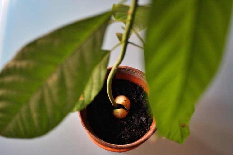 come-far-nascere-pianta-da-seme-avocado-750x500.jpg