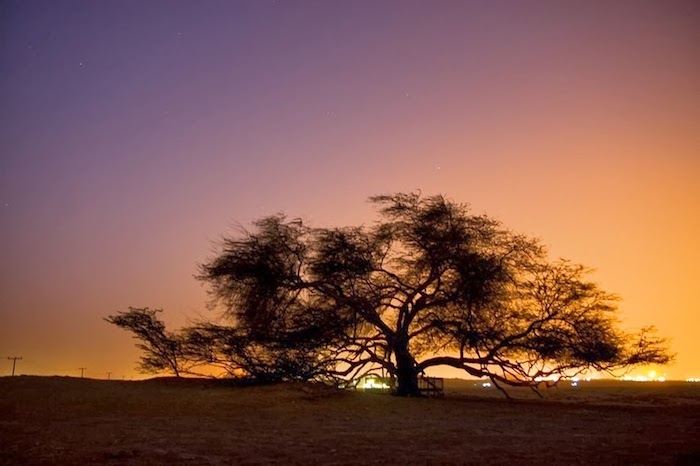 L'albero della vita esiste, ha circa 400 anni e si trova nel deserto 