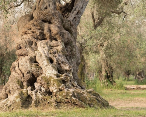 Heartwood ulivo Puglia Xylella