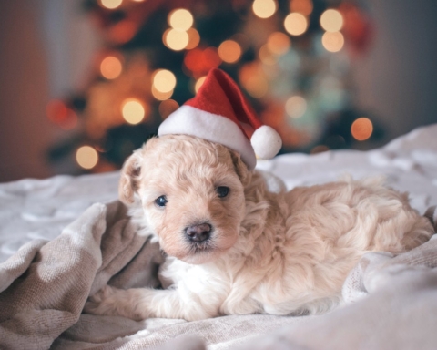 Oipa - Appello cuccioli a Natale