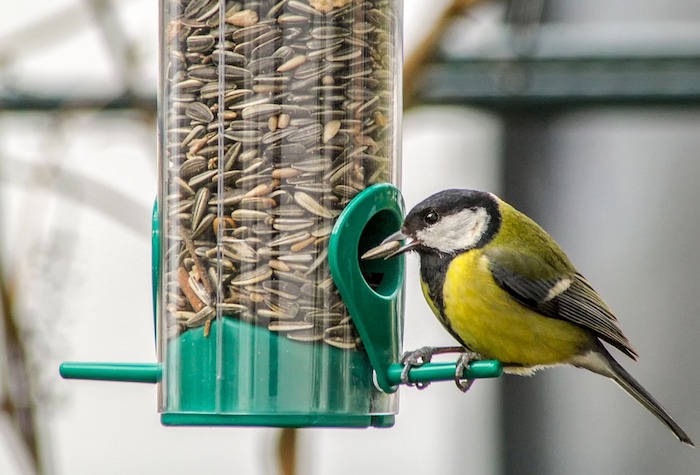 Mangiatoie per uccelli, come costruirle con materiali di riciclo