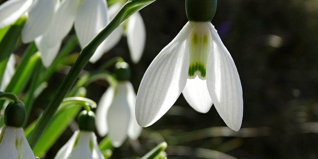 Uno tra i più diffusi fiori invernali, il bucaneve simboleggia la speranza e la vita