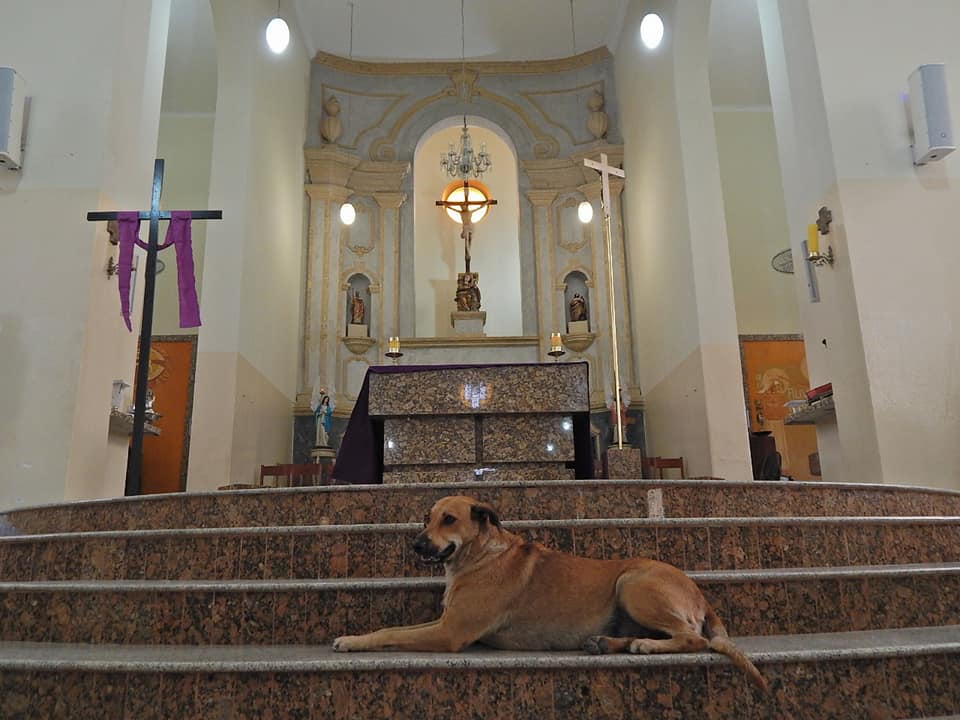 Joao Paulo Araujo e il cane sull'altare