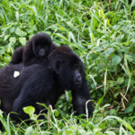 parco nazionale di Virunga
