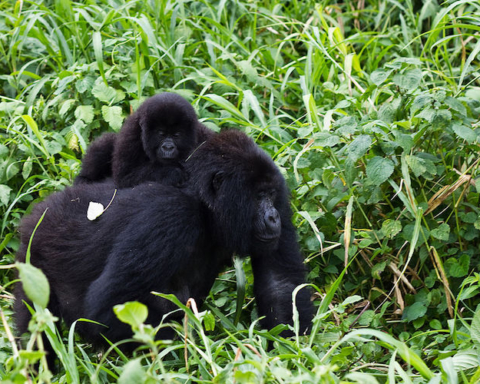 parco nazionale di Virunga